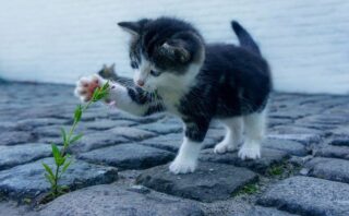 猫について学ぼう