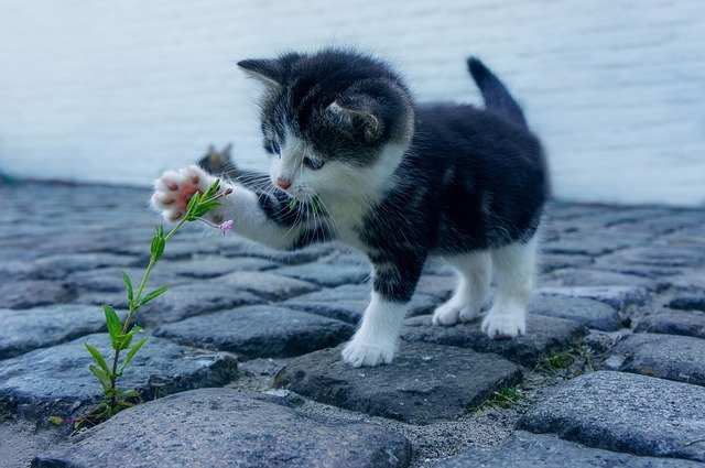 猫について学ぼう