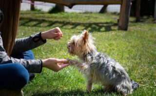 犬について学ぼう