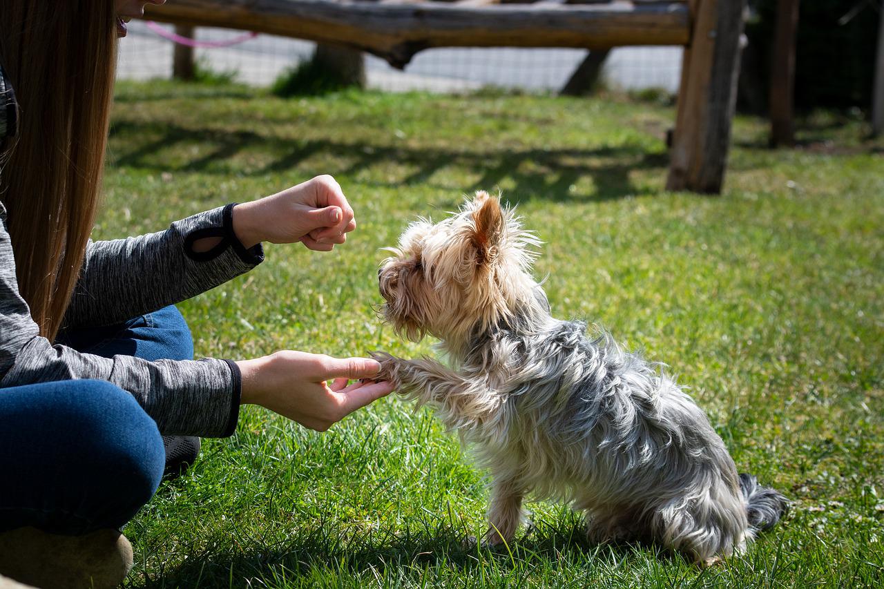 犬について学ぼう